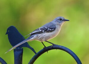 Texas state bird - Mockingbird